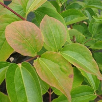 Heptacodium jasminoides